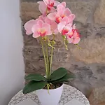A Casa Dos Avos - Local