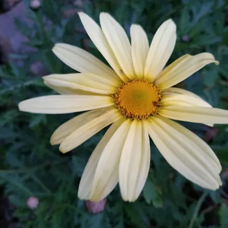 A Casa Dos Avos - Local 別荘