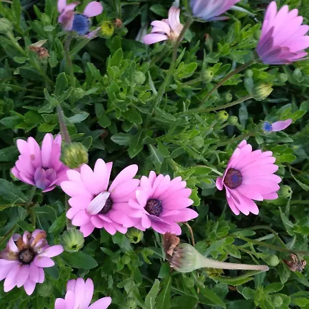 A Casa Dos Avos - Local 別荘 Sertã