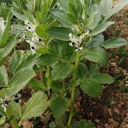 A Casa Dos Avos - Local Tatil Evi