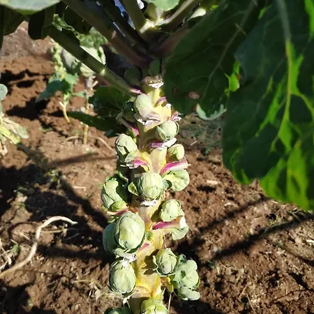 A Casa Dos Avos - Local Sertã