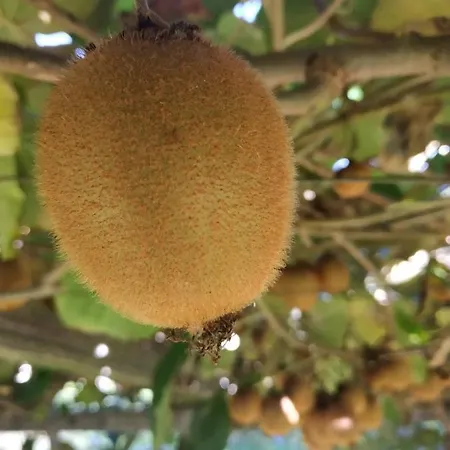 別荘 A Casa Dos Avos - Local