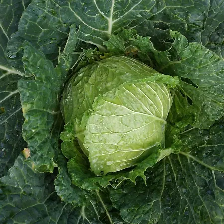 別荘 A Casa Dos Avos - Local *