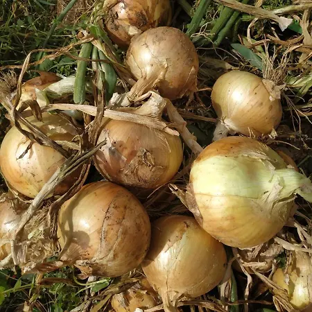 A Casa Dos Avos - Local Tatil Evi Sertã