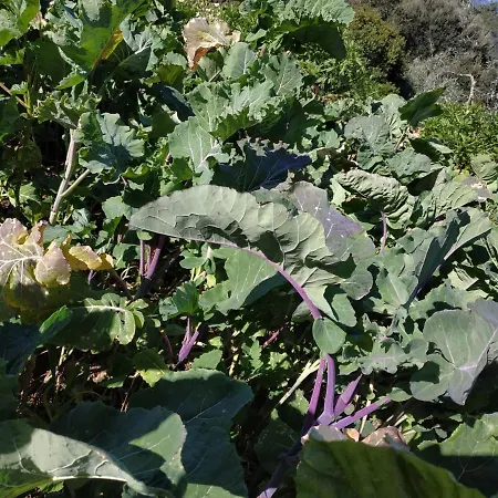 A Casa Dos Avos - Local Sertã