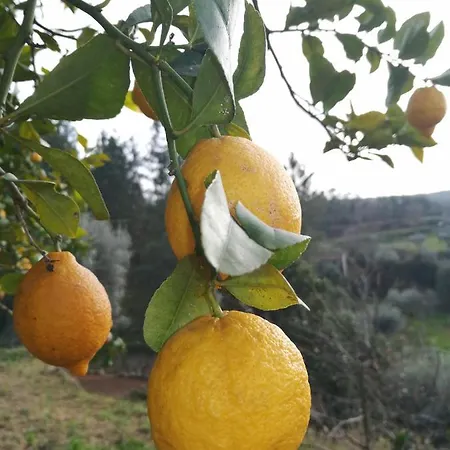 A Casa Dos Avos - Local *