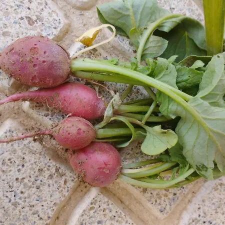 Tatil Evi A Casa Dos Avos - Local Sertã