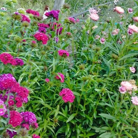 A Casa Dos Avos - Local 別荘 Sertã