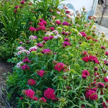 別荘 A Casa Dos Avos - Local Sertã