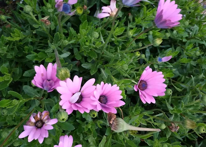 A Casa Dos Avos - Local Feriehus Sertã