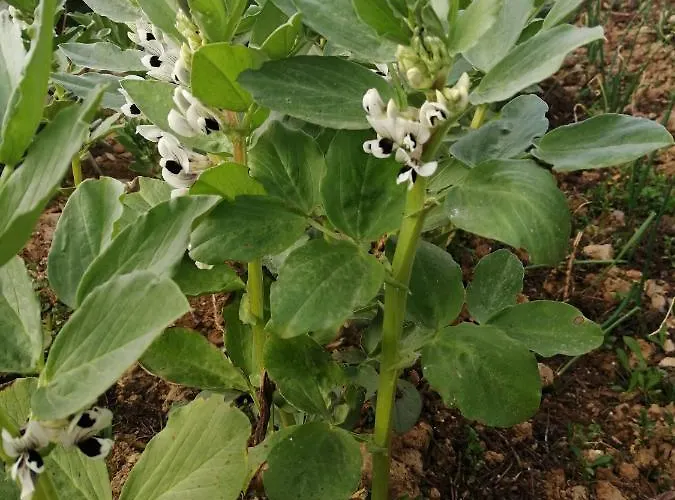 A Casa Dos Avos - Local Feriehus