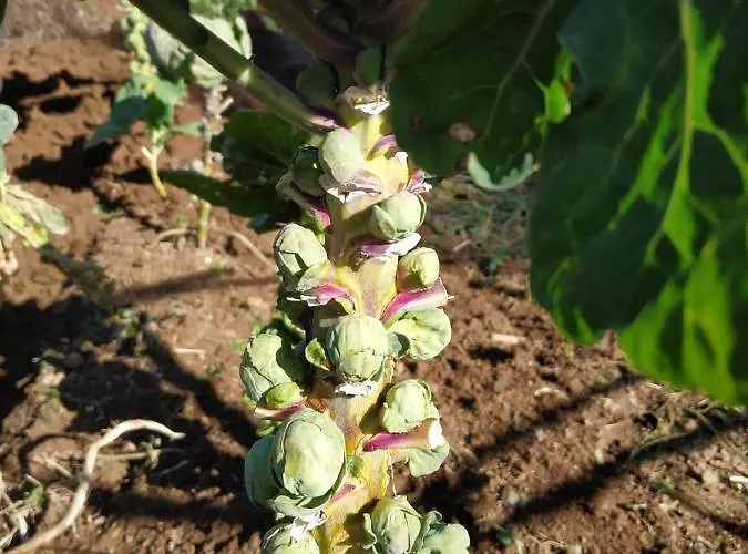 A Casa Dos Avos - Local Sertã
