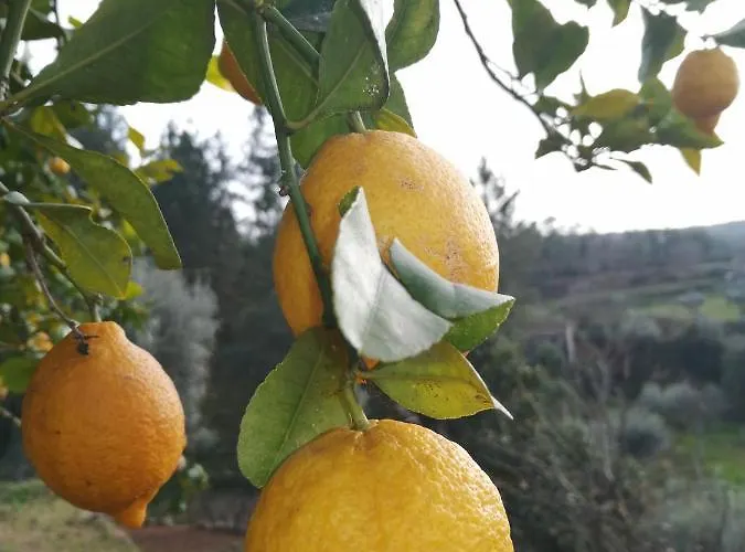A Casa Dos Avos - Local *